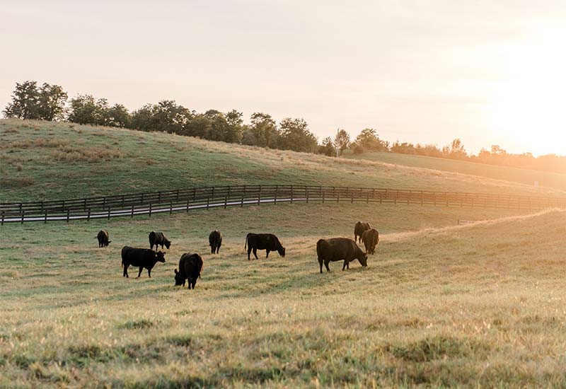 Cows in Pasture